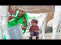 Cow Milking | Village Life Vlog