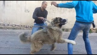 الكلب الراعي القوقازي لوكو مشهور بقتل الذئاب مع جمال العمواسي الكلب الراعي القوقازي لوكو مشهور بقتل الذئاب مع جمال العمواسي