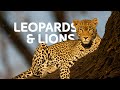 From Leopards To Lions: The Feline Predators Ruling Their Kingdoms | Wildlife Documentary