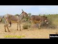 Kip ke Pass Donkeys ka Vlog