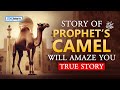 Story Of Prophet's (ﷺ) Camel Will Amaze You
