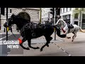 "Surreal": Panicked UK military horses charge down London streets
