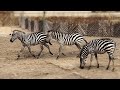Animal Zebra ❤️🦓