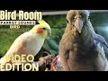 Bird Room Buddies | Happy Parrot Sounds | HD Parrot TV VIDEO EDITION | 3+ Hours | Bird Room TV