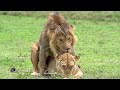 Lions mating successfully. THE LIONESS SMACKS THE MALE SAYING ENOUGH