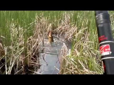 как срезать камыш для рыбалки как срезать камыш для рыбалки