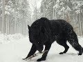 Two Largest Wolves ever caught on tape - Reaction - Real or not?