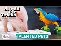 Stupid Pet Tricks Weekly Winners - Part 2 (Mashup) | TBS