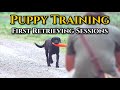 Puppy Training to Retrieve: First Retrieving Sessions