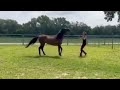 Aggressive Horse Goes After Owner!