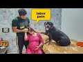 Dog can't see his owner in pain | Rottweiler | cute animals