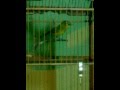 Download Burung pleci dada kuning ngalasss juara gacorrr kota pasuruan