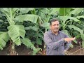 2420- Banana Export Farming 5x7 Planting केला खेती MP 9425738222 किसान पाठशाला BALRAM KISAN