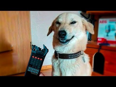 🤣 Funniest 🐶 Dogs And 😻Cats Try Not To Laugh Funny Pet Animals Life 😇