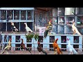 Biggest Aseel Farm in Peshawar | Top Quality Birds | Hera Aseel Biggest Farm | Breeding Farm