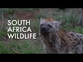 South Africa Wildlife (Part 1) 🇿🇦