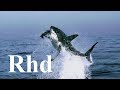 Download Sharks, jaws, Great white. The Big Five 2018 HD Documentary. mp4 3gp mp3 videos - waplic