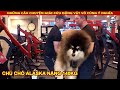 Chú Chó Alaska 140kg khiến mọi người phải trầm trồ vì sự Đáng Yêu || Review Con Người Và Cuộc Sống