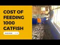 Cost of feeding 1000 catfish (update)