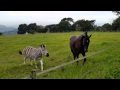 Horse and zebra play fighting