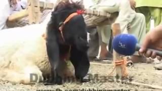 Talking Goats pakistani funny Eid ul Adha