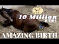 Arabian horse gives birth to a beautiful filly | The whole foaling process