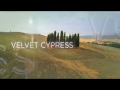 Velvet Cypress