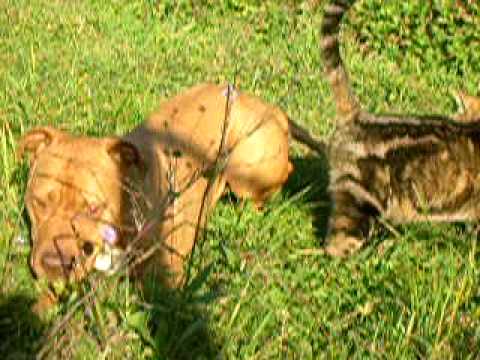 bull chat com bat bull chat com bat