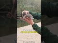 Platypus | Nature's Weirdest Creation