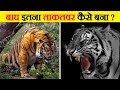 बाघ इतने शक्तिशाली क्यों होते हैं? | Why Are Tigers So Strong?