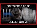 WTF: Foxes Bred to Be Obese for Greedy Fur Industry
