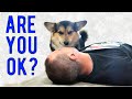 Faking My Death in Front of My Corgi Dog [BEST REACTIONS EVER]