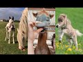 Cute Foals Compilation pt 4