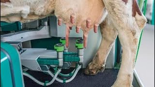 Primitive Technology vs World Modern Agriculture Automatic Cow & Bull Washing Cleaning Mega Ma #ALN
