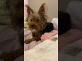 Yorkie's Bedtime Struggles: A Hilarious Nightly Ritual of Scratching, Chewing, and Napping! 😅🐾