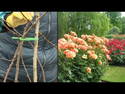 Роза после зимовки уход Роза, роза чайно гибридная. Уход, выращивание. Сорта