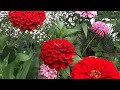 My Daily Vlogs Terrace Gardening Flowers statuses Beautiful Videos 💐 🌹 🌹 🌹 🌹 🌹 🌹