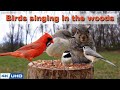 4 HOURS of Birds Singing in the Woods, 4K Cat TV, Bird Video, Relaxing Sound, Awesome World 025