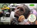 4 Baby Orphan Monkeys' Unbelievable Stories of Survival 🐒💔
