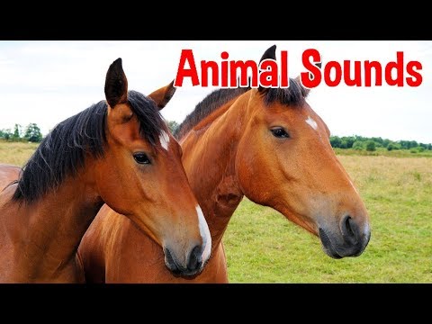 Animal Sounds for Children 20 Amazing Animals 
