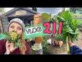 Fixing up the Bean Arches, Picking Asparagus and Nine Star and a Shidy Ted!! Ep 211 || Plot 37