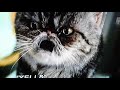 Cats & Dogs Revenge Of Kitty Galore Kitty Litter Scene