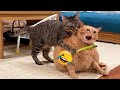 Trending Funny Animals😹Funniest Dogs and Cats😻🐶🐕‍🦺Part 6