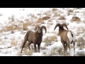 Bighorn Sheep Rams Ramming - Free Roaming Photography