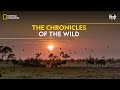 The Chronicles of the Wild | Savage Kingdom | हिन्दी | Full Episode | S1-E2 | Nat Geo Wild