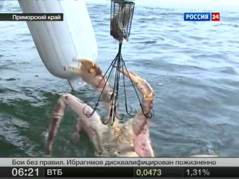 как ловить краба с берега как ловить краба с берега