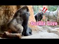A good gorilla couple❤️空気の読める子ゴリラに脱帽！