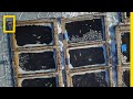 Download Nearly 100 Captive Orcas and Belugas at Risk of Drowning, Freezing to Death | National Geographic mp4 3gp mp3 videos - waplic