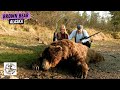 Father and Daughter Hunt a Giant Bear That was Getting Too Close