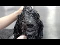 The MOST EXPENSIVE groom | Guess this breed of dog